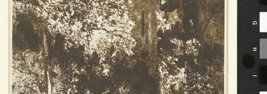 Paysage forestier dessiné par l'artiste Mallardot.