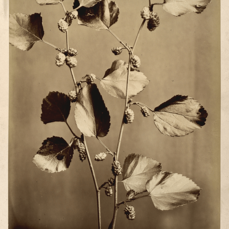 Captation de la Rencontre Muséo Bretagne – « Inclusion ou exclusion des publics par le numérique ?&nbsp;».